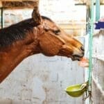 Himalayan Salt Animal Feed